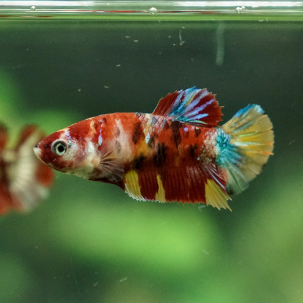 Multicolor/ Galaxy Koi Plakat - Female- 13 Weeks Old