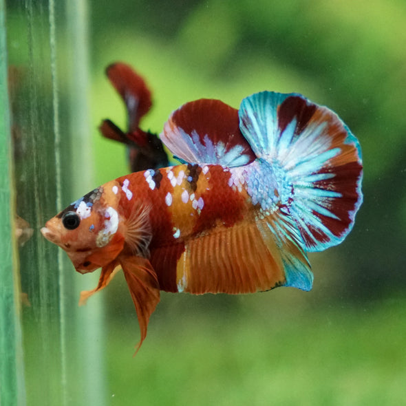 Multicolor/Galaxy Koi Plakat -16 weeks Old