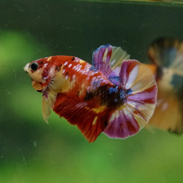 Multicolor/Galaxy Koi Plakat -13 weeks Old