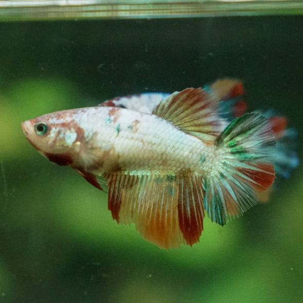 Multicolor/ Galaxy Koi Halfmoon - Female- 13 Weeks Old