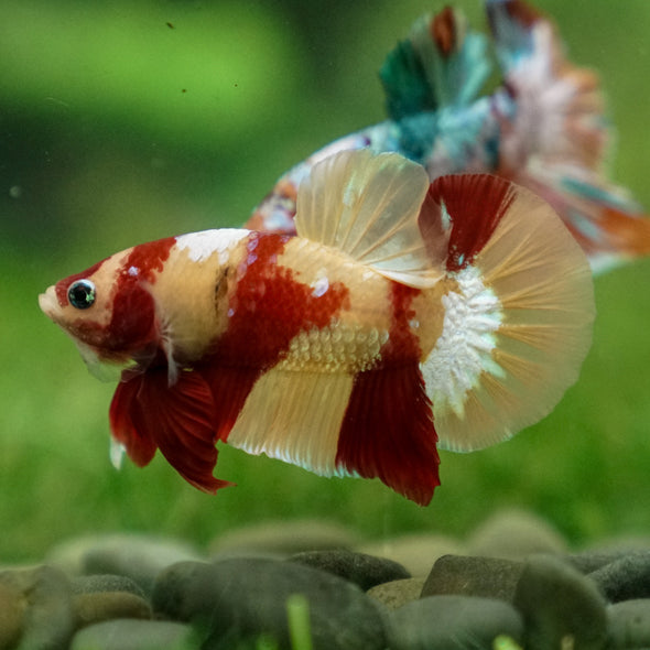 Multicolor/Galaxy Koi Plakat -13 weeks Old