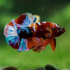 Multicolor/Galaxy Koi Plakat -16 weeks Old