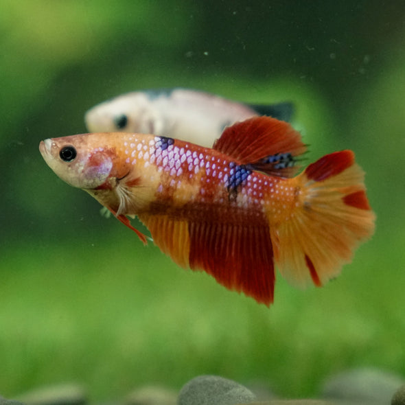 Multicolor/ Galaxy Koi Halfmoon | Female| 15 Weeks Old | Breeder Grade