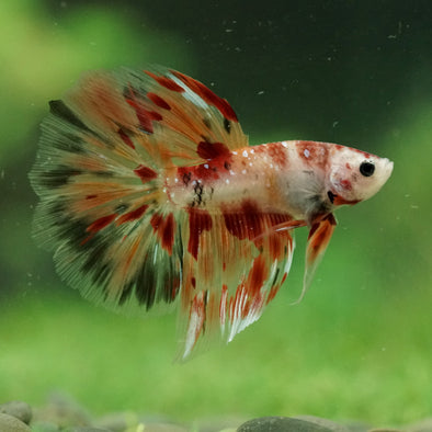 Galaxy/Candy Koi Halfmoon - 14 weeks old