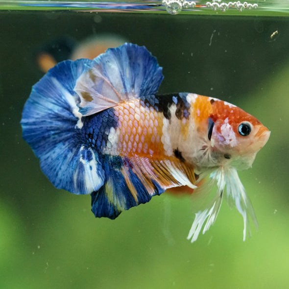 Multicolor/Galaxy Koi Plakat -16 weeks Old