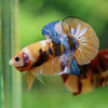 Multicolor/Galaxy Koi Plakat -16 weeks Old