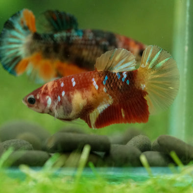 Multicolor/ Galaxy Koi Plakat- Female- 13 Weeks Old