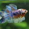 Galaxy/Candy Koi Halfmoon - 14 weeks old