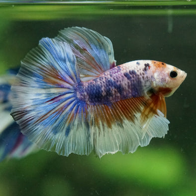 Galaxy/Candy Koi Halfmoon - 14 weeks old