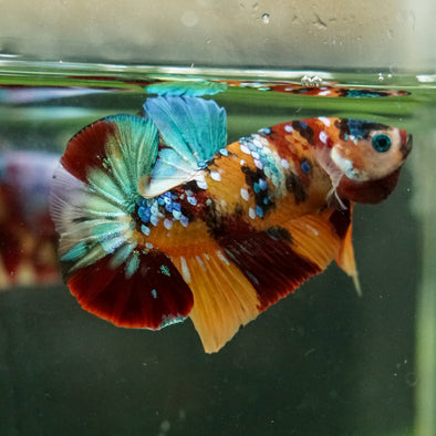 Multicolor/Galaxy Koi Plakat -16 weeks Old
