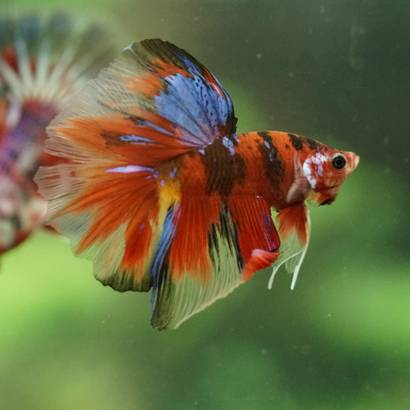 Galaxy/Candy Koi Halfmoon - 11 weeks old