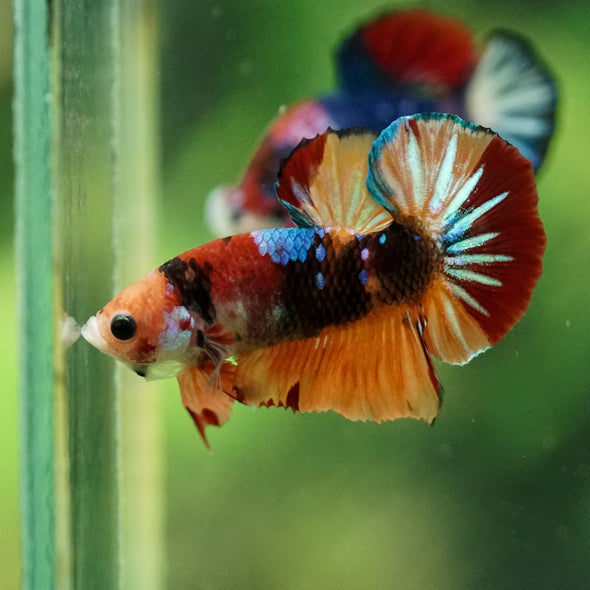 Multicolor/Galaxy Koi Plakat -10 weeks Old