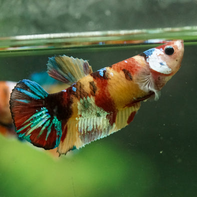 Multicolor/ Galaxy Koi Plakat- Female- 13 Weeks Old