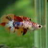 Multicolor/ Galaxy Koi Halfmoon - Female- 13 Weeks Old