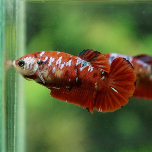 Multicolor/ Galaxy Koi Plakat- Female- 13 Weeks Old