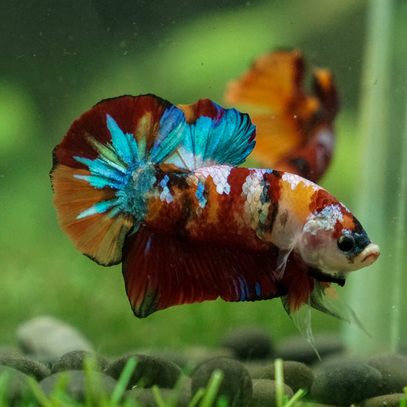 Multicolor/Galaxy Koi Plakat -13 weeks Old