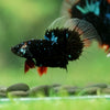 Black Base Galaxy/Candy Koi Halfmoon - 14 weeks old
