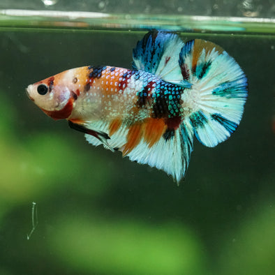 Multicolor/Galaxy Koi Plakat -16 weeks Old