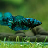 Black Galaxy Koi Plakat (Avatar) - Female- 13 Weeks Old