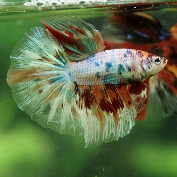 Galaxy/Candy Koi Halfmoon - 14 weeks old
