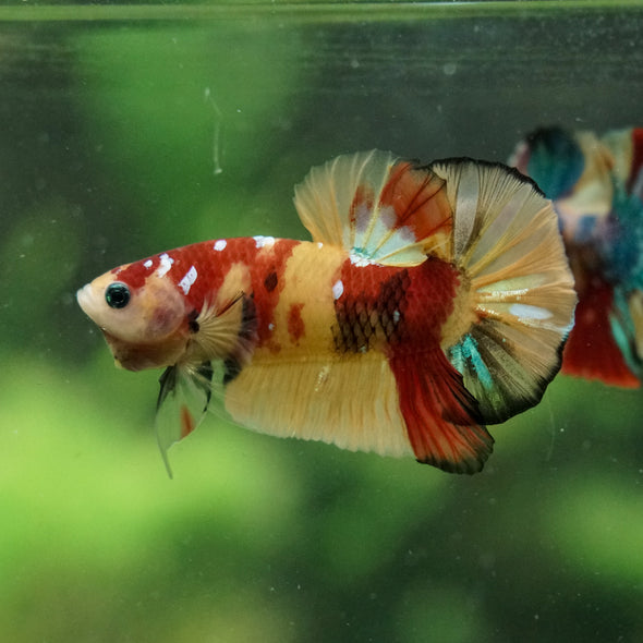 Multicolor/Galaxy Koi Plakat -16 weeks Old