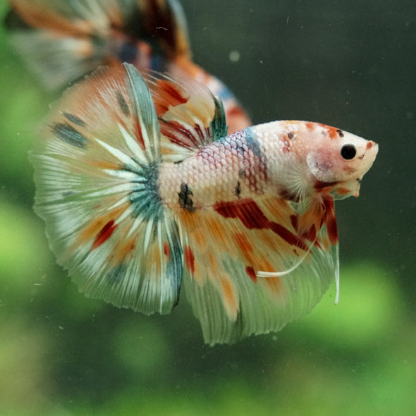 Galaxy/Candy Koi Halfmoon - 14 weeks old