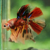 Galaxy/Candy Koi Halfmoon - 14 weeks old
