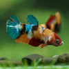 Multicolor/ Galaxy Koi Plakat- Female- 13 Weeks Old