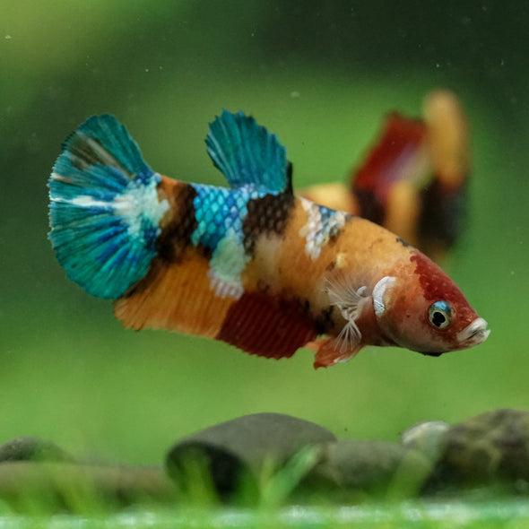Multicolor/ Galaxy Koi Plakat- Female- 13 Weeks Old