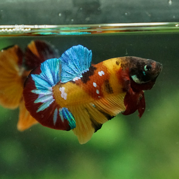 Multicolor/Galaxy Koi Plakat -13 weeks Old