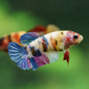 Multicolor/ Galaxy Koi Plakat- Female- 13 Weeks Old