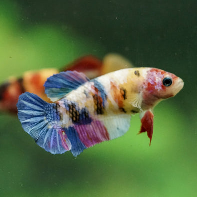 Multicolor/ Galaxy Koi Plakat- Female- 13 Weeks Old