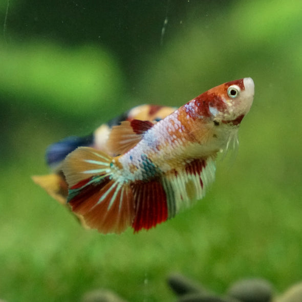 Multicolor/ Galaxy Koi Halfmoon - Female- 13 Weeks Old