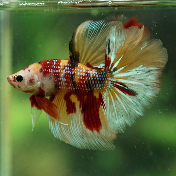 Galaxy/Candy Koi Halfmoon - 14 weeks old