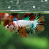 Multicolor/ Galaxy Koi Halfmoon- Female- 13 Weeks Old