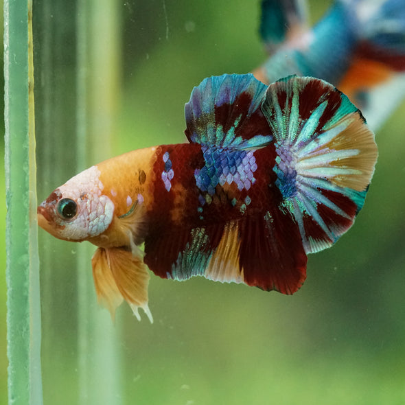 Multicolor/Galaxy Koi Plakat -16 weeks Old