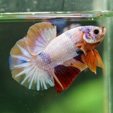 Multicolor/Galaxy Koi Plakat -16 weeks Old
