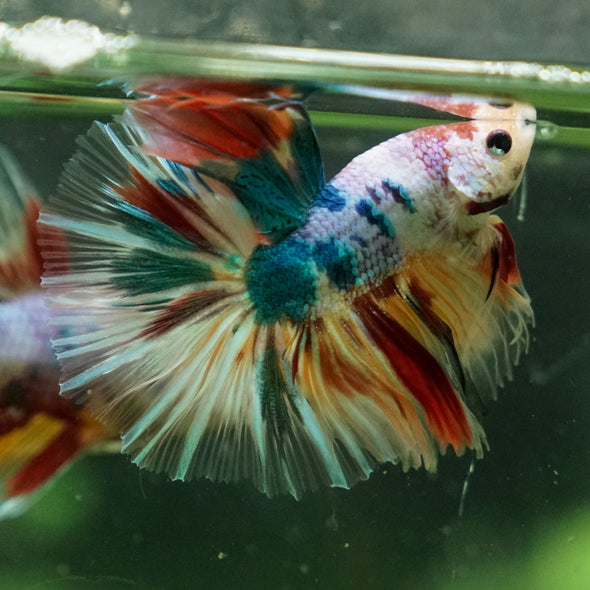 Galaxy/Candy Koi Halfmoon - 13 weeks old