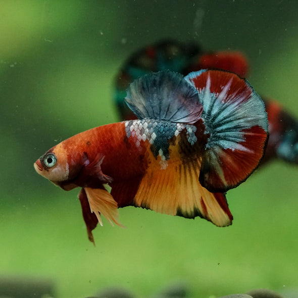 Multicolor/Galaxy Koi Plakat -16 weeks Old
