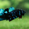 Black Koi Galaxy Plakat (Avatar) -13 weeks Old