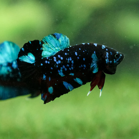 Black Koi Galaxy Plakat (Avatar) -13 weeks Old