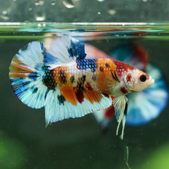 Multicolor/Galaxy Koi Plakat -16 weeks Old