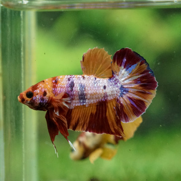 Multicolor/Galaxy Koi Plakat -13 weeks Old