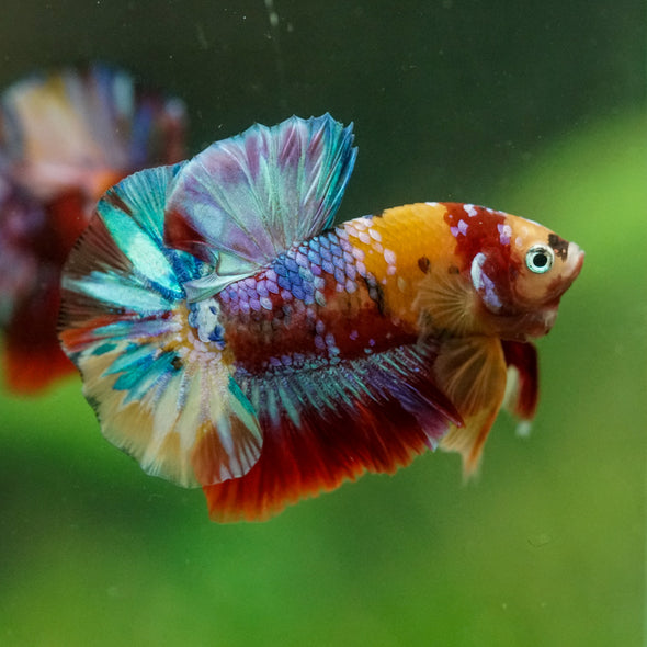 Multicolor/Galaxy Koi Plakat -16 weeks Old