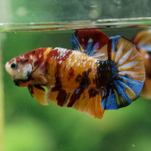 Multicolor/Galaxy Koi Plakat -16 weeks Old