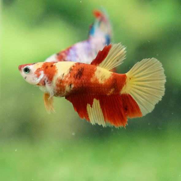 Multicolor/ Galaxy Koi Halfmoon - Female- 13 Weeks Old