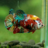 Multicolor/ Galaxy Koi Plakat- Female- 13 Weeks Old
