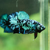 Black Koi Galaxy Plakat (Avatar) -13 weeks Old