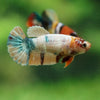 Multicolor/ Galaxy Koi Plakat- Female- 13 Weeks Old