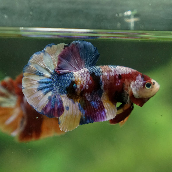 Multicolor/Galaxy Koi Plakat -13 weeks Old